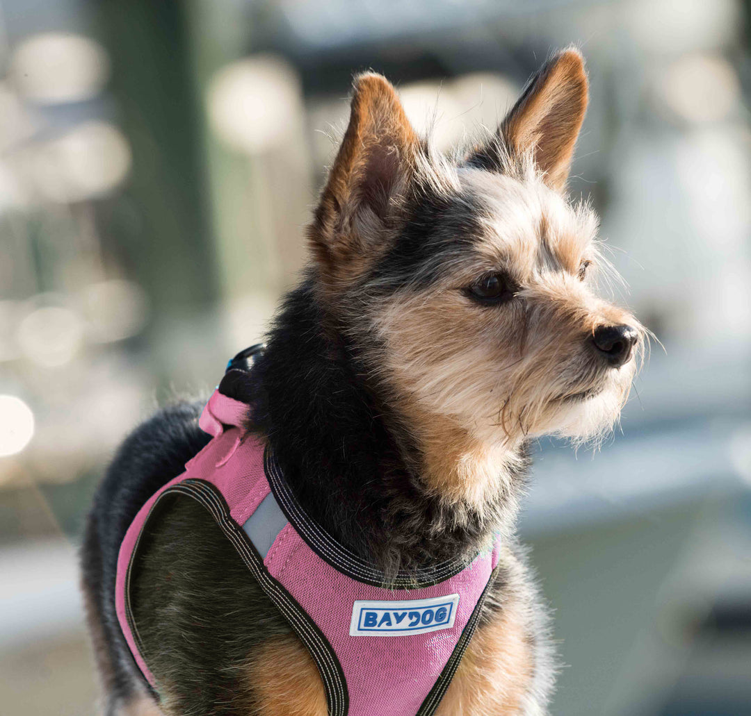 Liberty Bay Dog Harness | Pink Lemonade