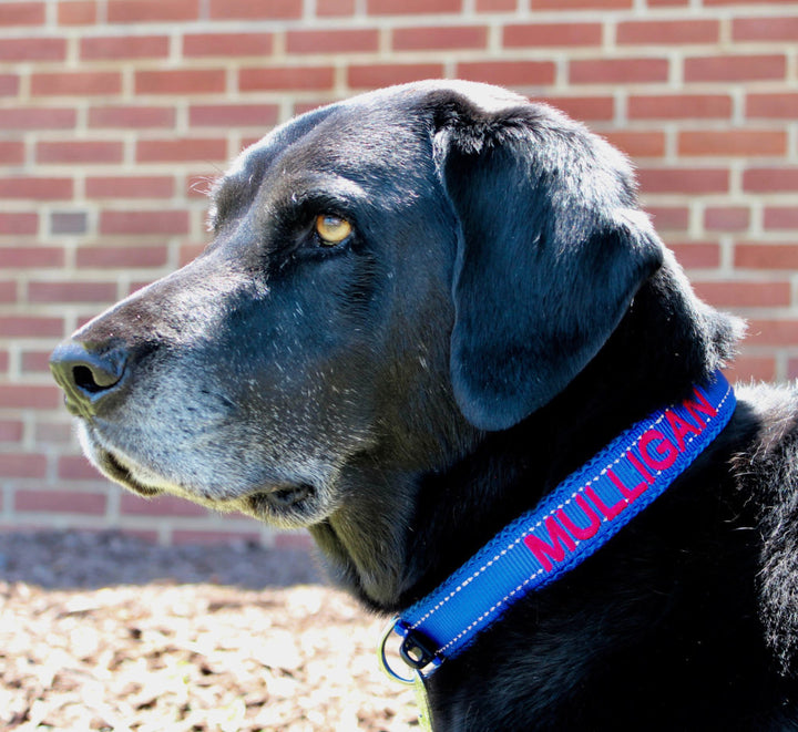 Embroidered Dog Collar | Mulligan Blue
