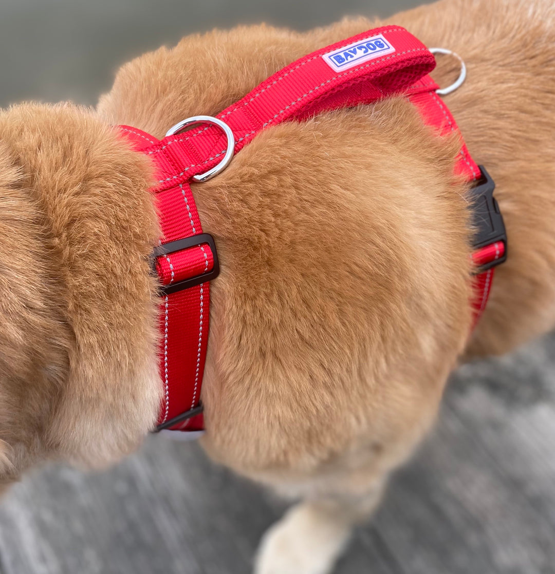 BAYDOG Chesapeake Dog Harness | Clifford Red