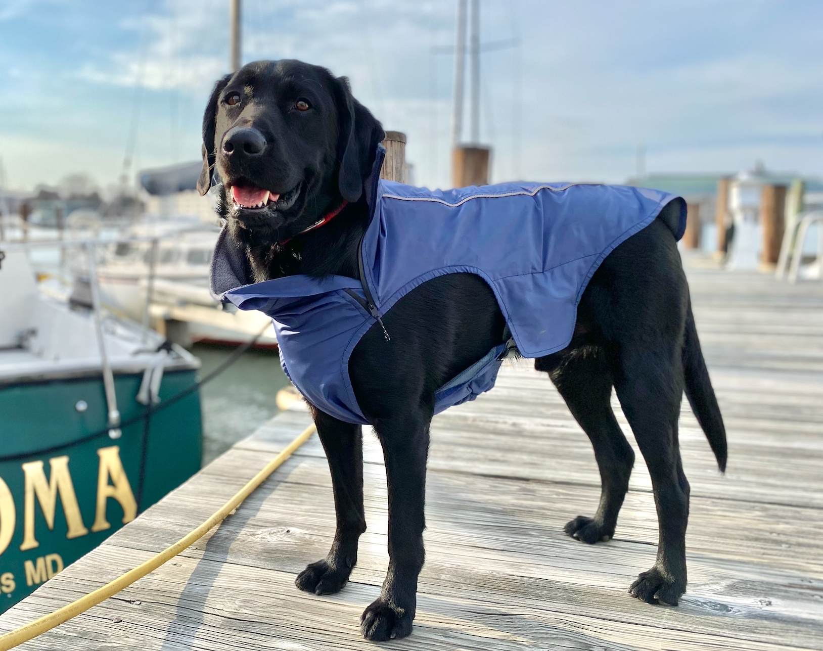 Liberty University Dog Dress