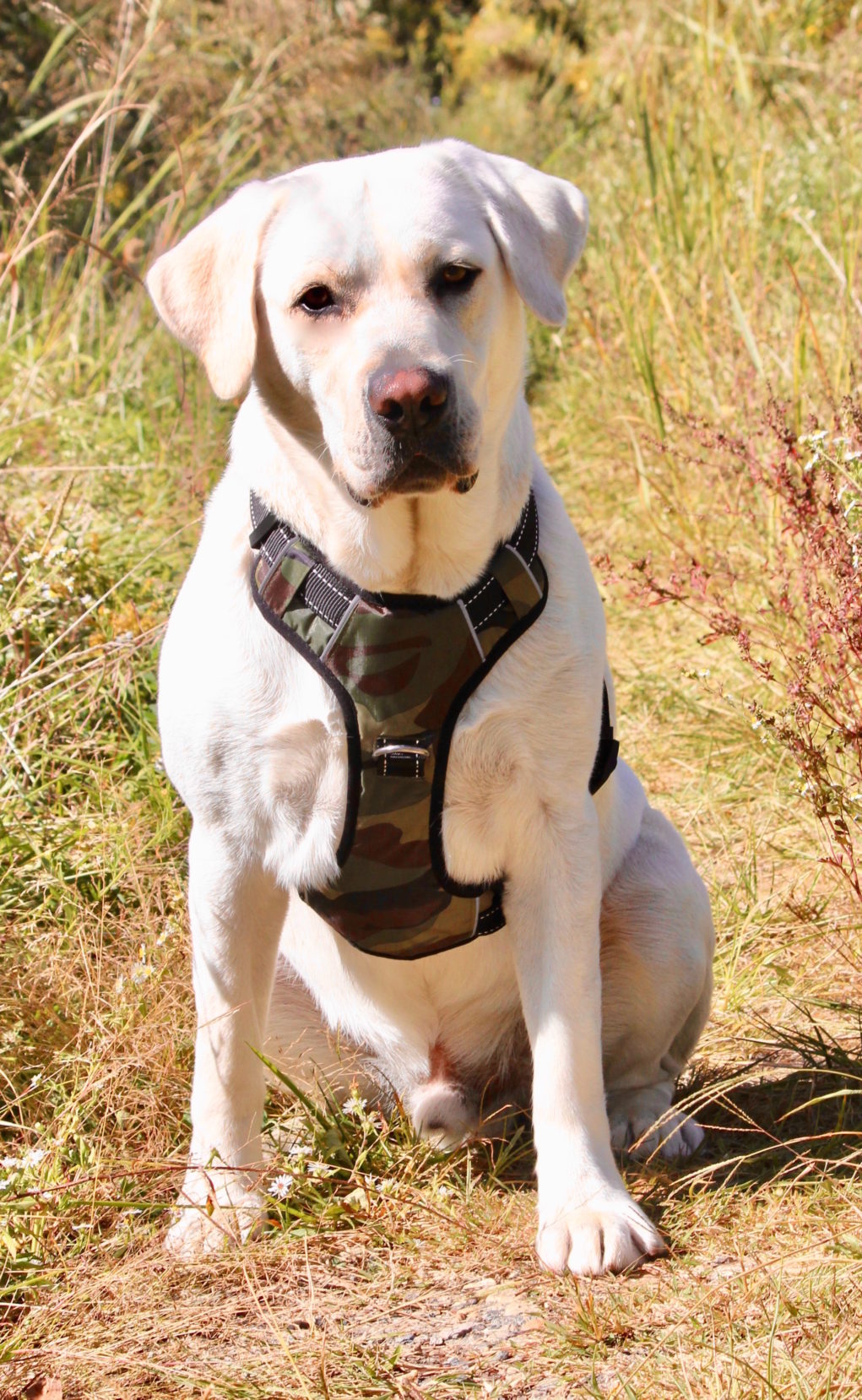Camo