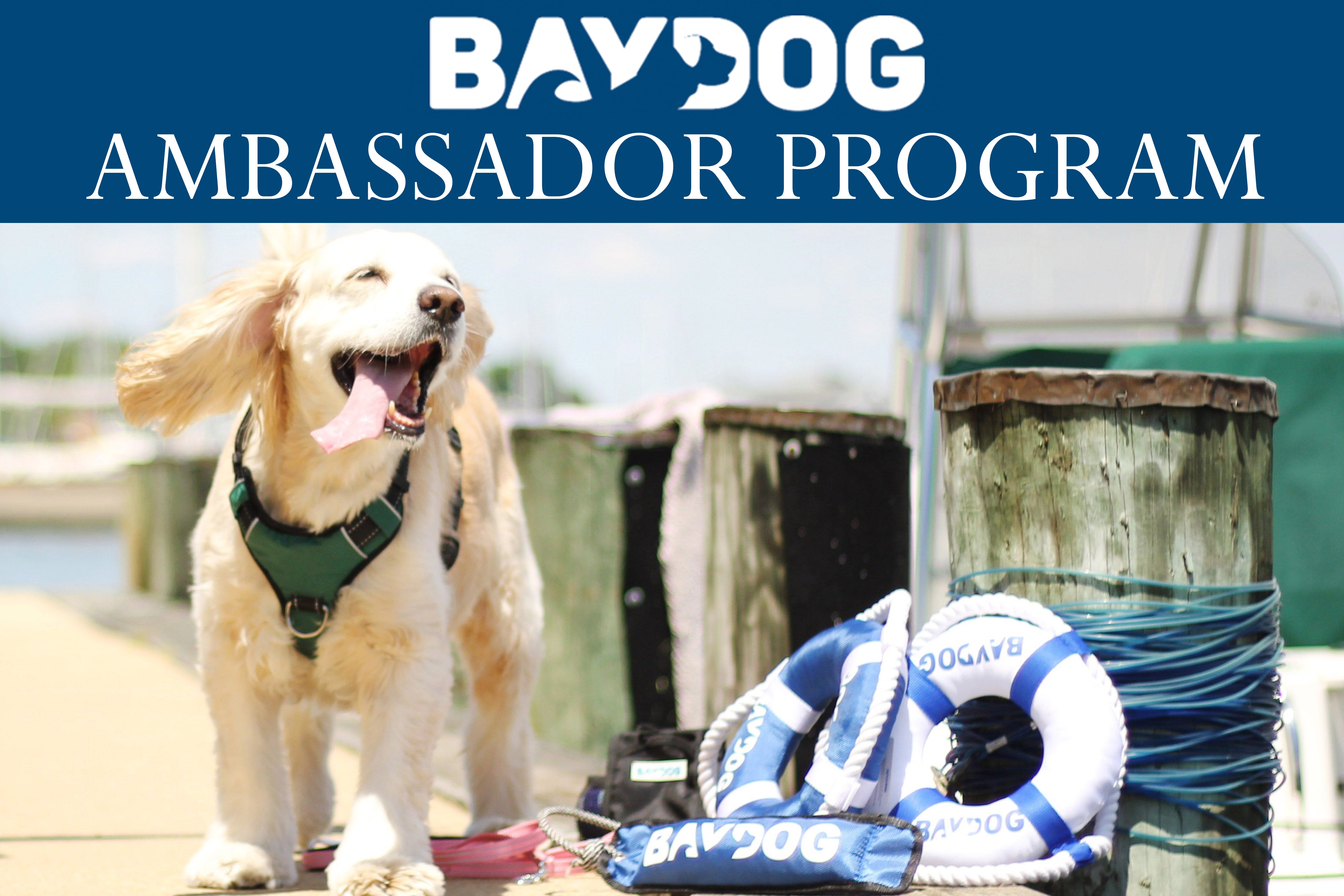 Introducing our BAYDOG Ambassador Program