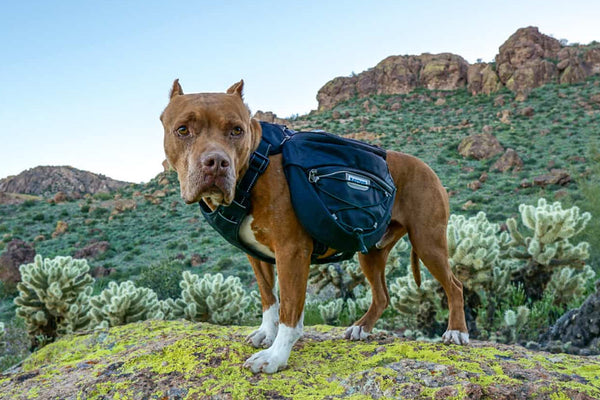 Dog Hike? Here are some helpful tips.