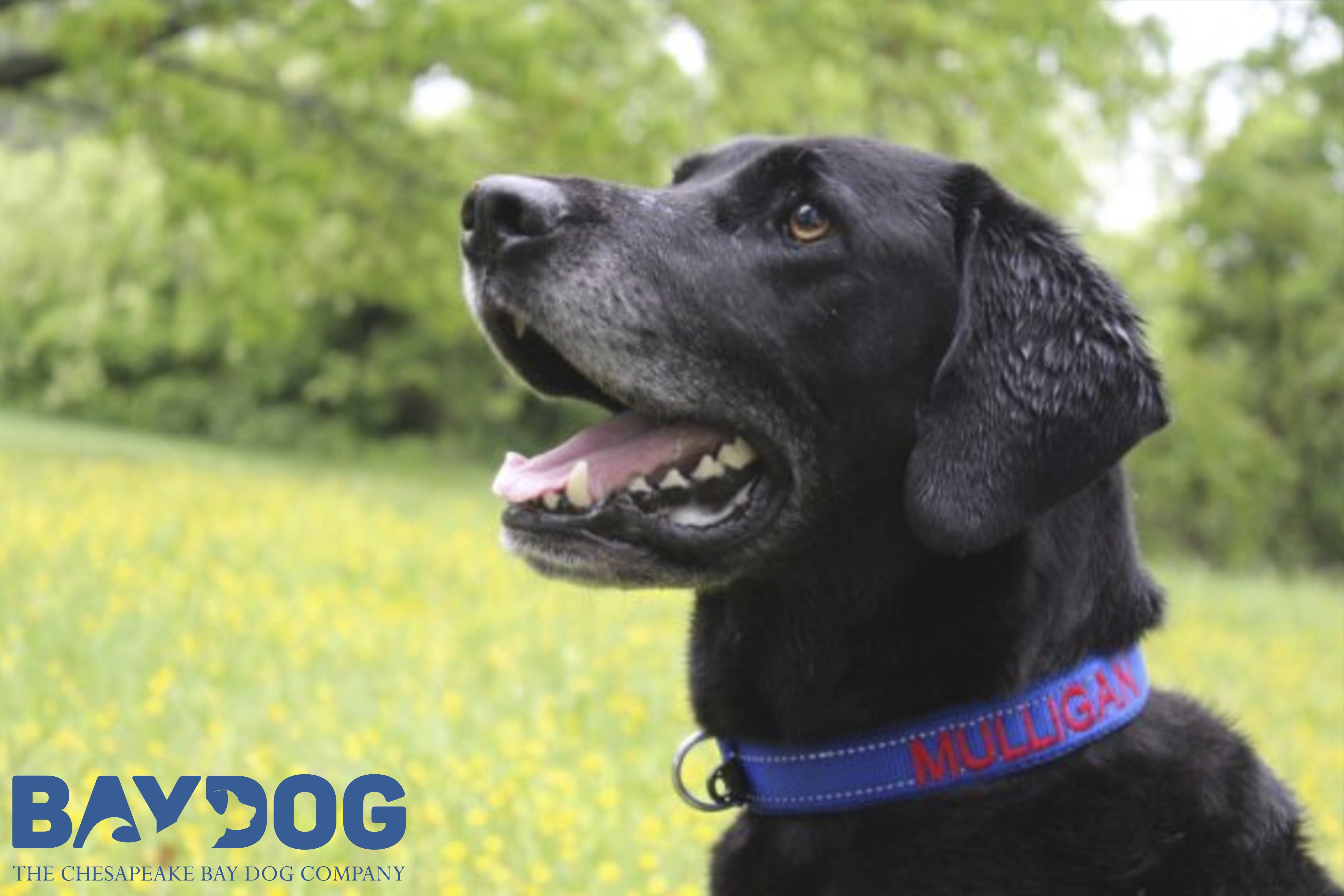 Why You Should Use an Embroidered Dog Collar