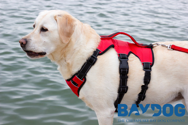 The Best Dog Harness for Hiking and Adventures