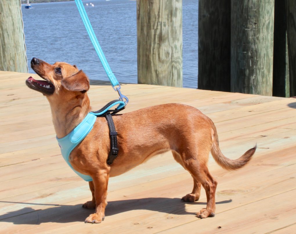 How To Choose the Right Dog Harness for Your Canine Companion