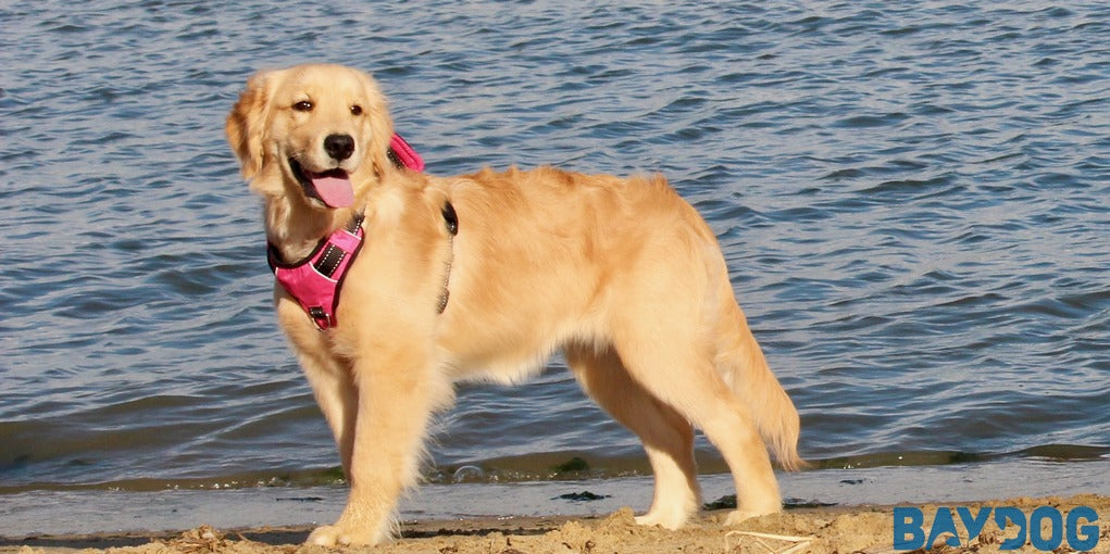 What Makes A Chesapeake Harness Better Than Other Dog Harnesses?