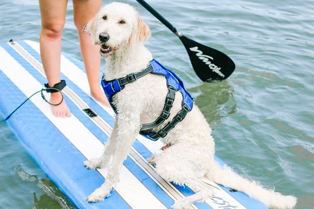Tips for Paddleboarding with A Dog