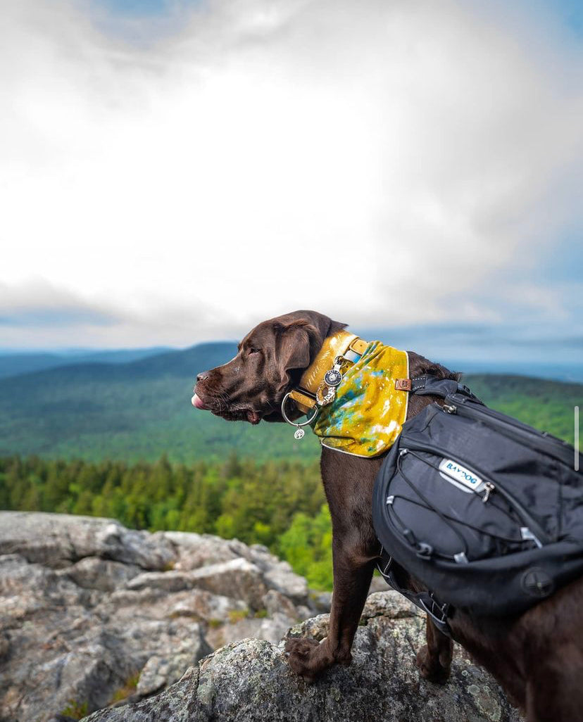 12 TIPS FOR HIKING WITH YOUR DOG