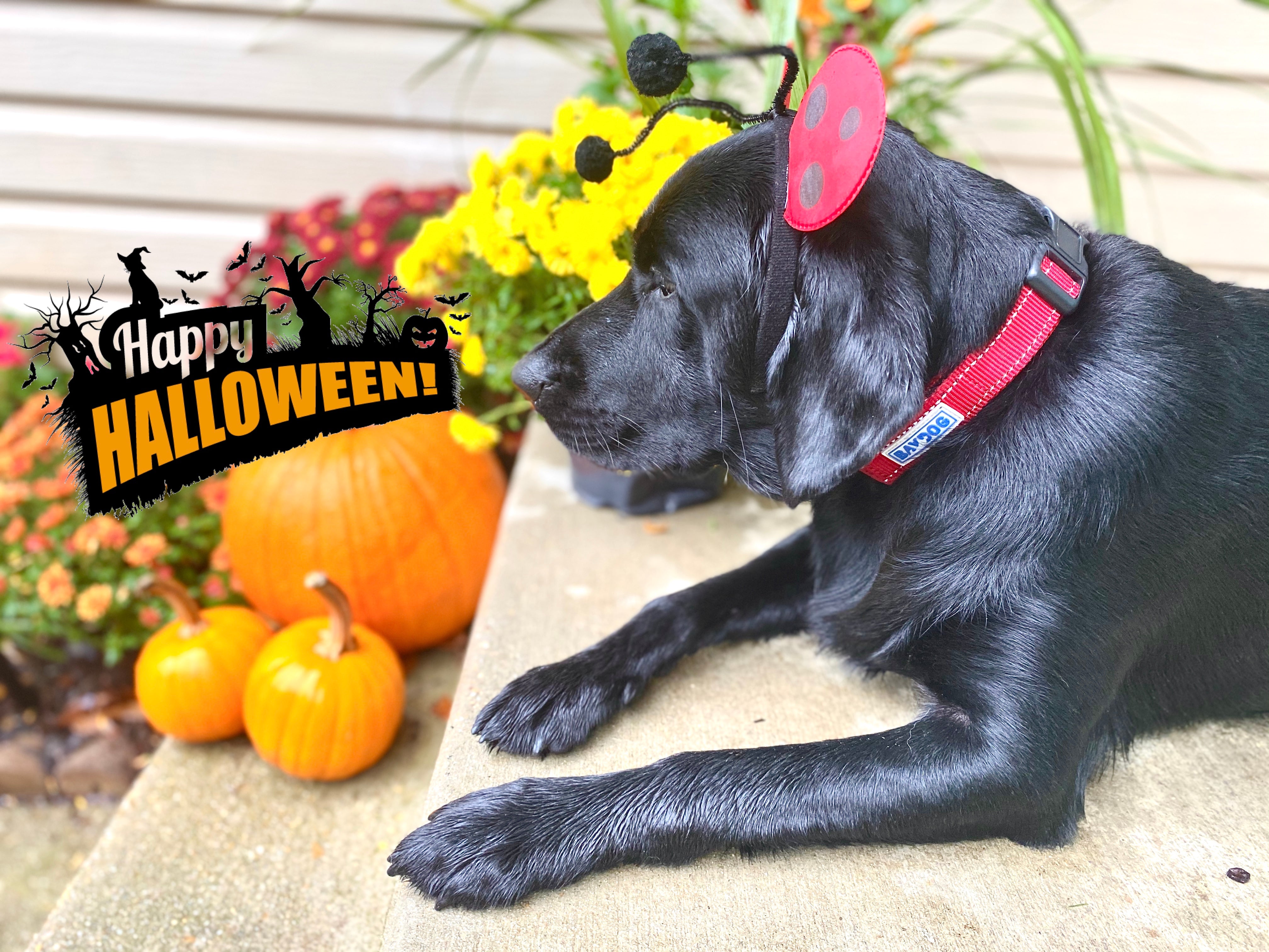 Halloween Safety Tips for your Dog – BAYDOG