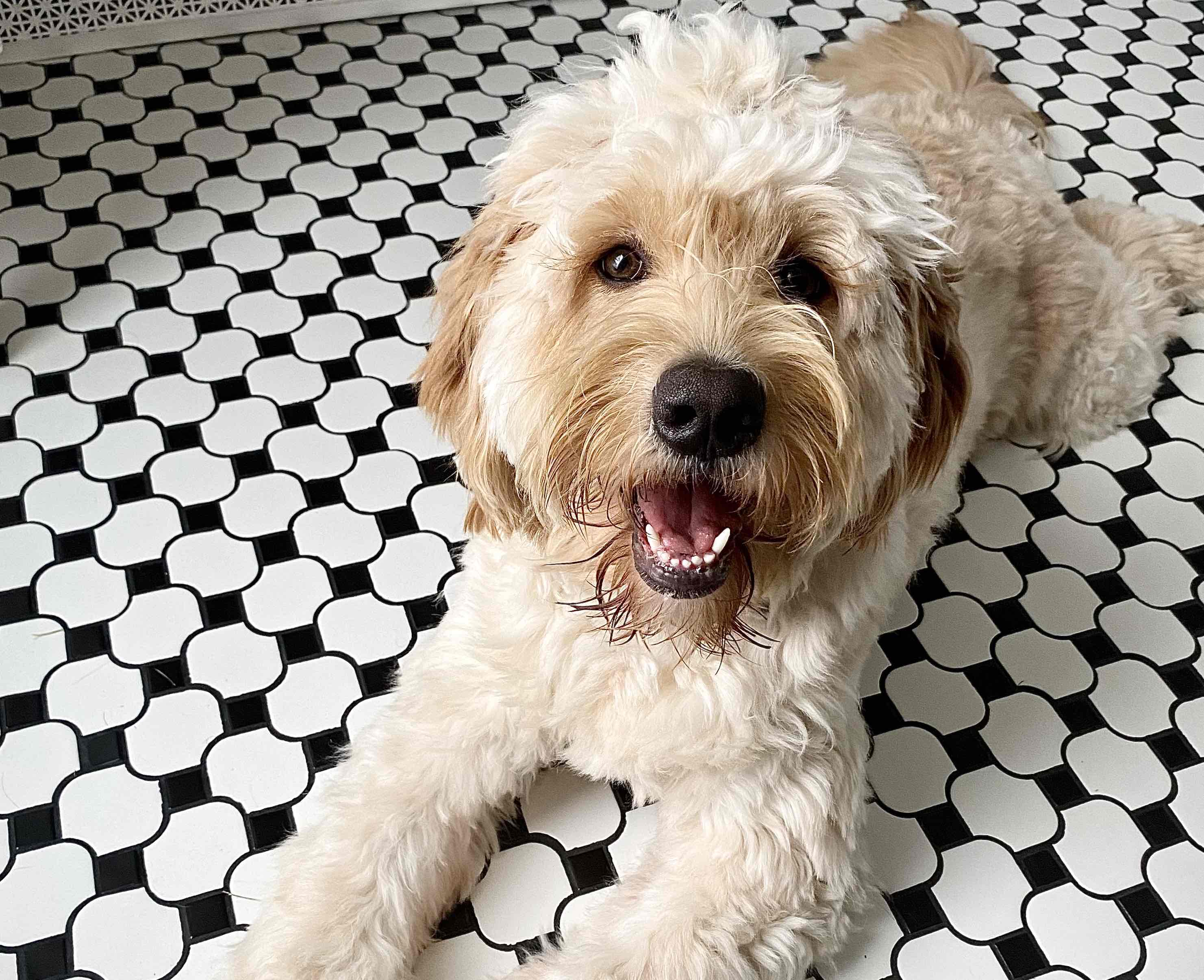 Contest Winners! – BAYDOG
