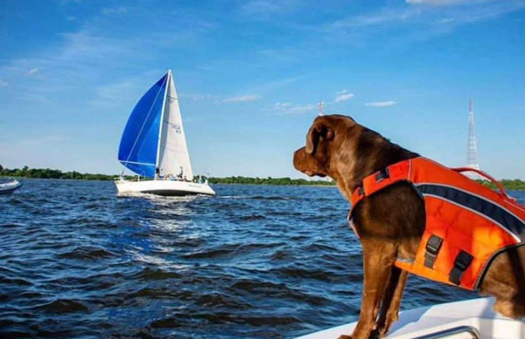 Beat the Heat this Summer with your Canine Companion