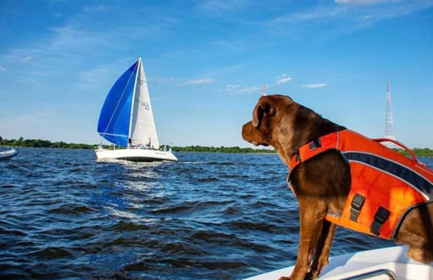 Beat the Heat this Summer with your Canine Companion