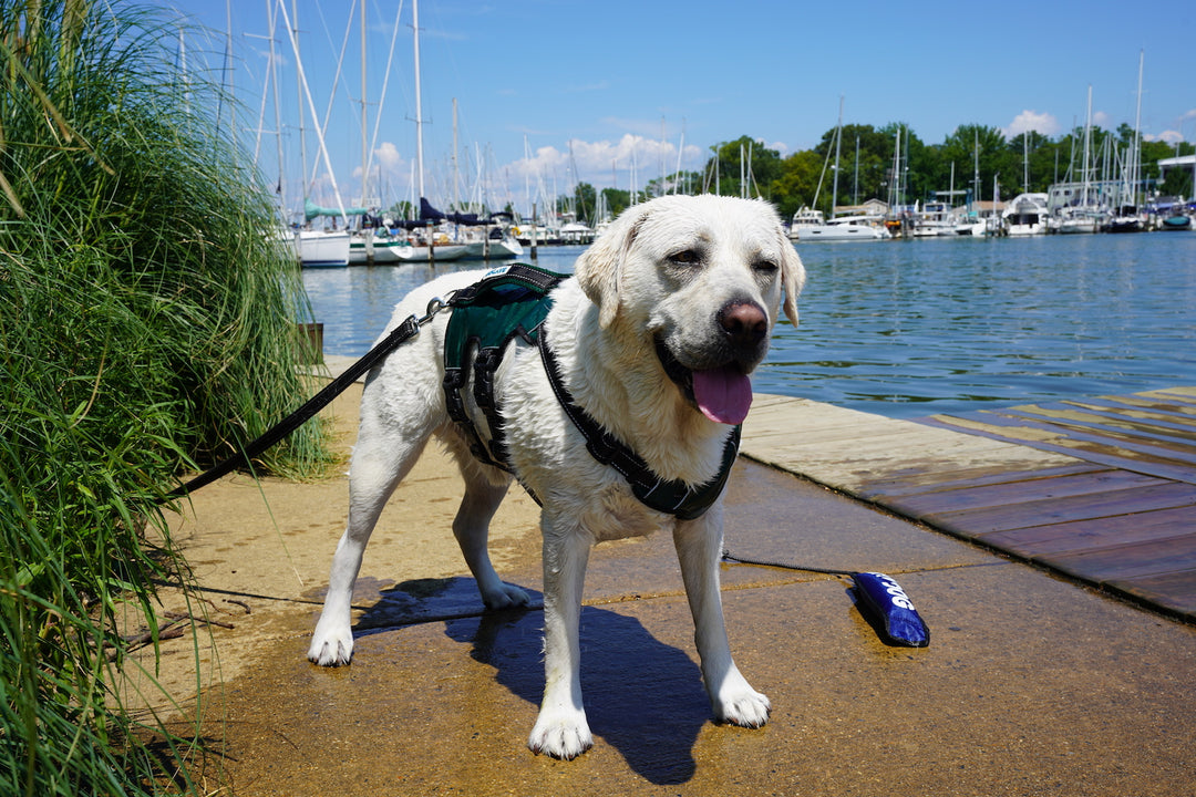 Protecting Your Dog from Harmful Blue-Green Algae