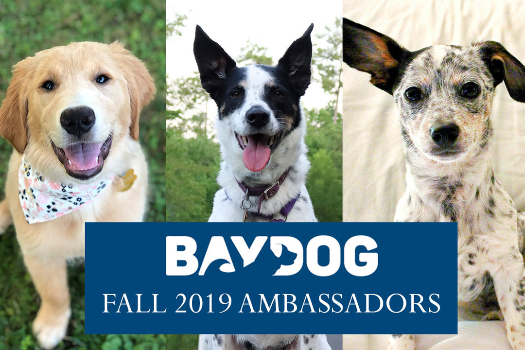 Announcing our BAYDOG Ambassadors!