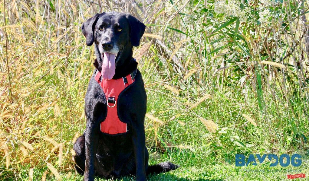 Hiking with Dogs: Supplies, Recommendations and Tips – BAYDOG