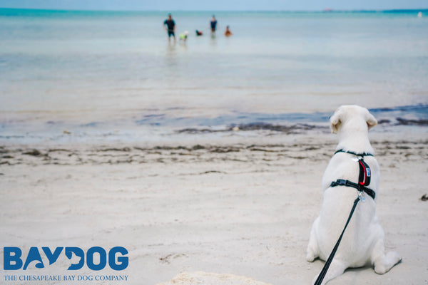 7 Items Your Dog Needs at the Beach