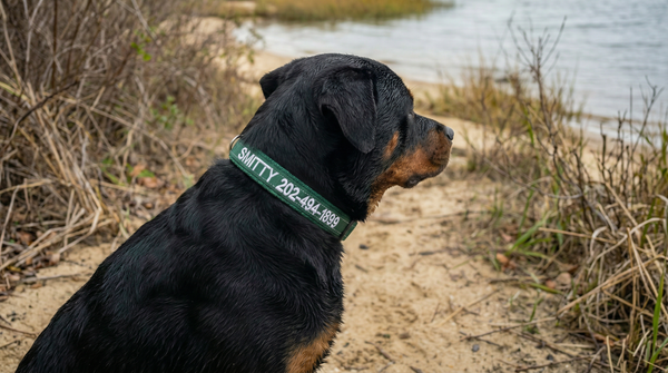 Collars