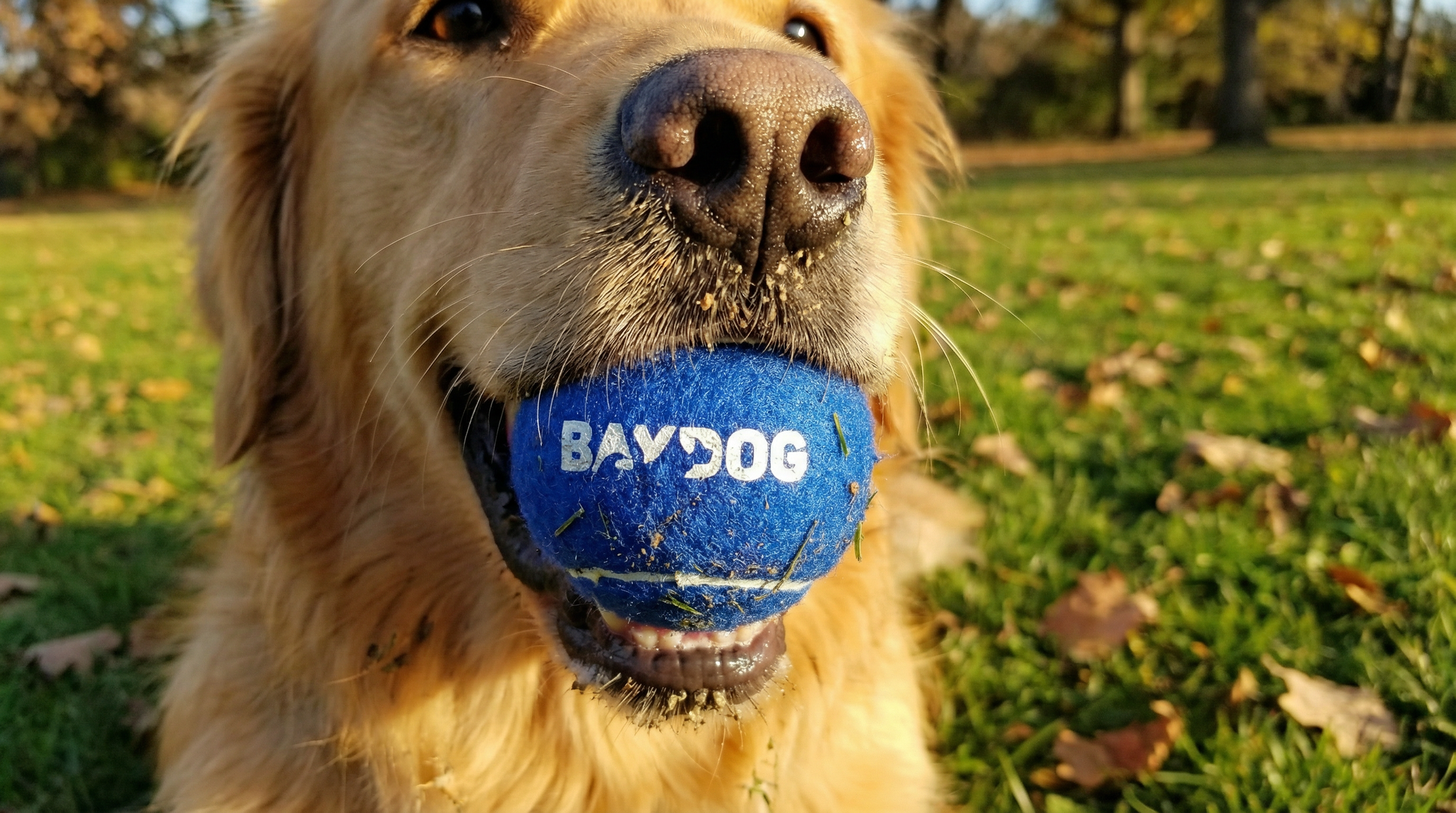 BAYDOG Dog Toys