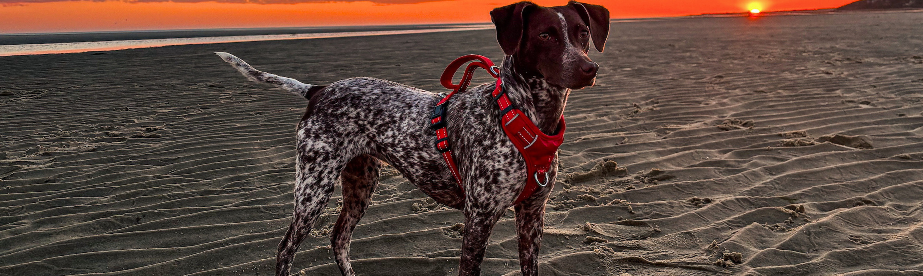 Harnesses