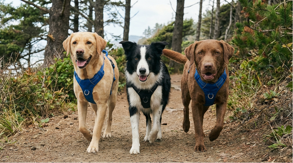 Harnesses