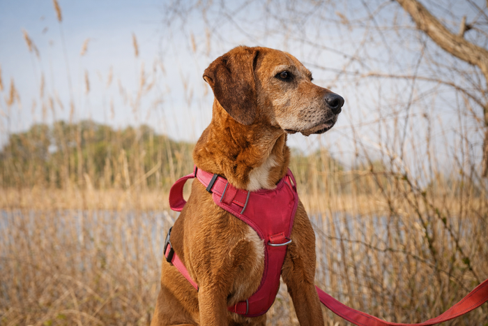 Roxy