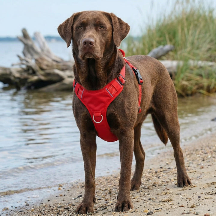 Chesapeake Bay Dog Harness