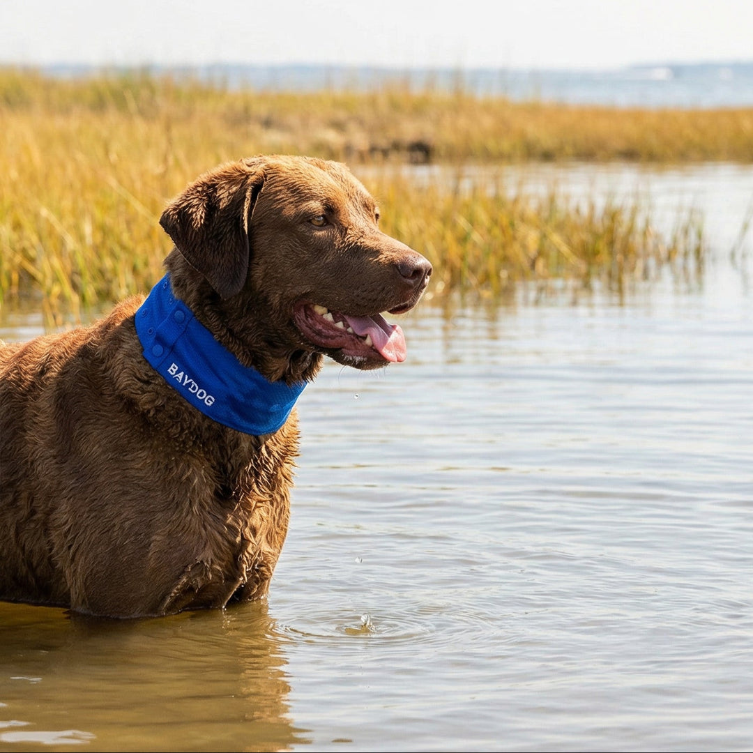 Arctic Bay Cooling Collar