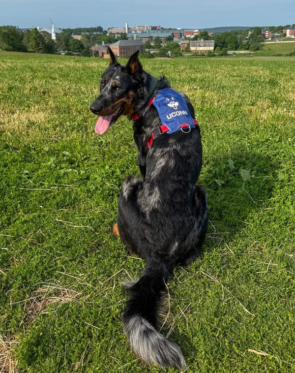 GOOSE