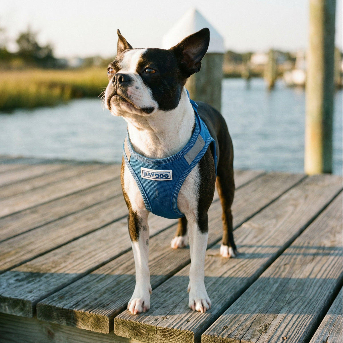 Liberty Bay Dog Harness