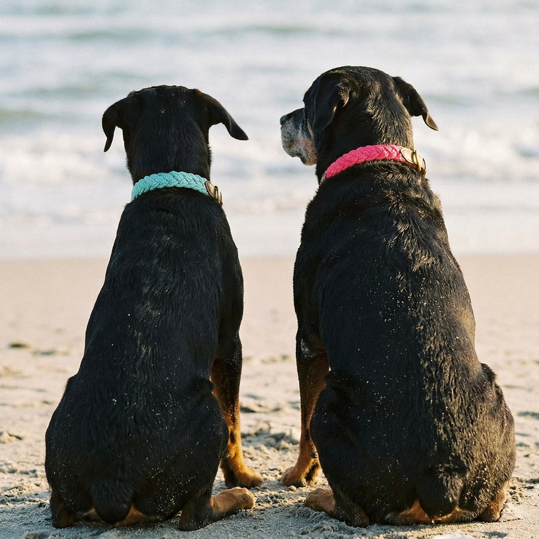 Seaside Collar