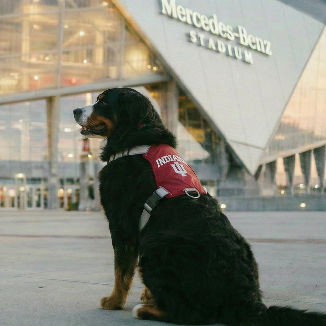 Indiana Hoosiers Dog Harness