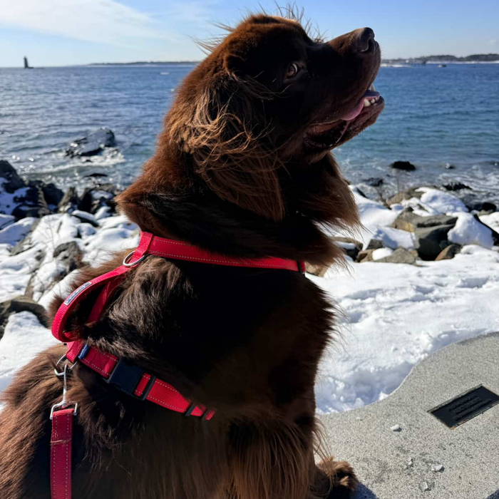 Finn