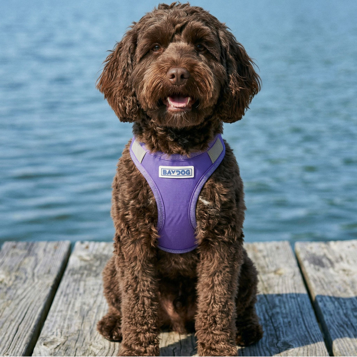 Liberty Bay Dog Harness