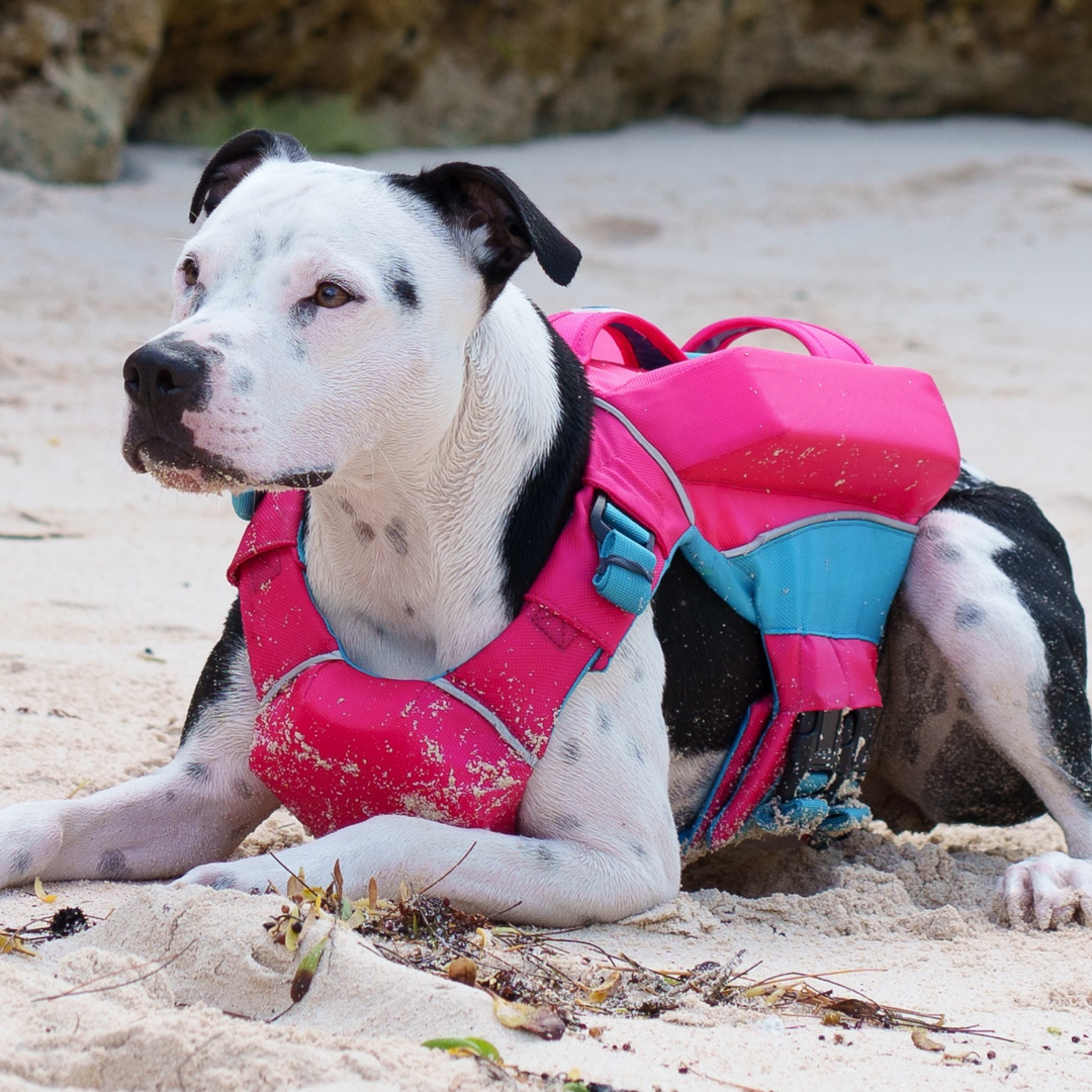 Monterey Bay Dog LifeJacket OffShore