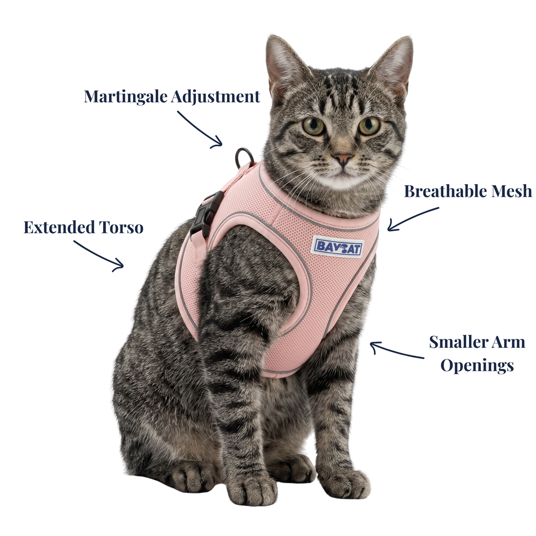 BAYCAT Harness + Leash