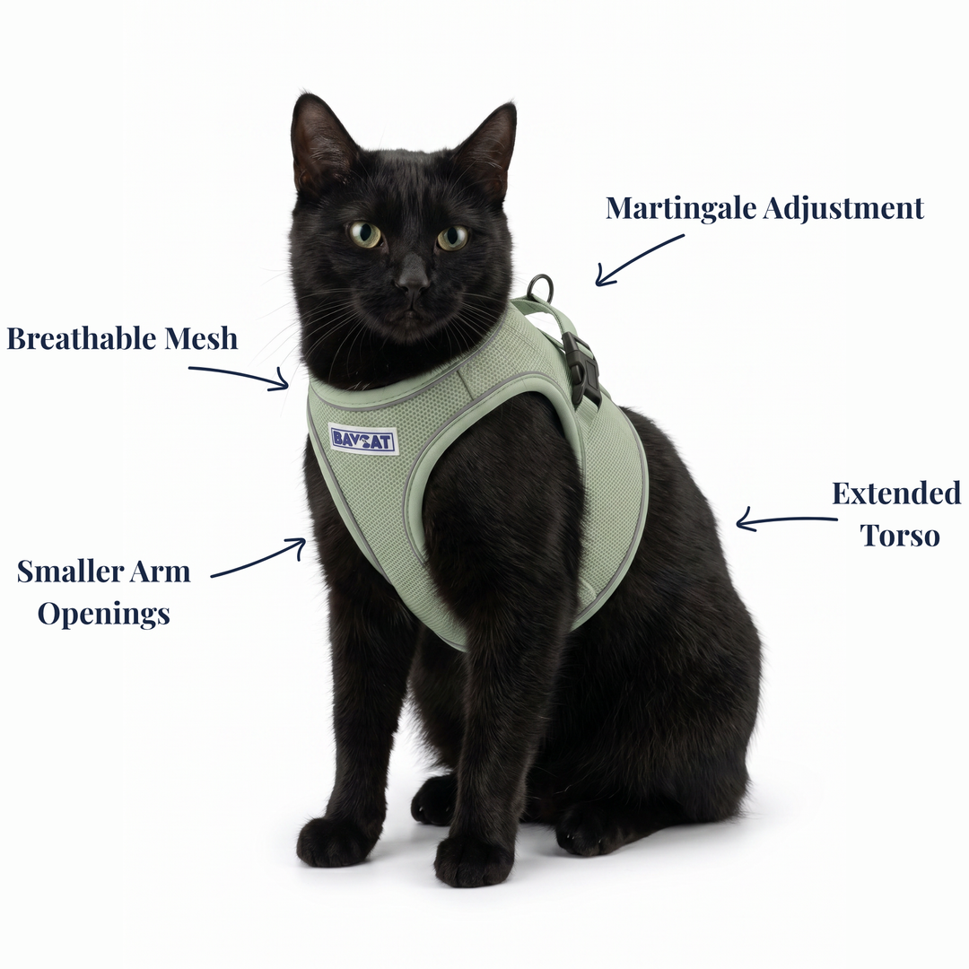 BAYCAT Harness + Leash
