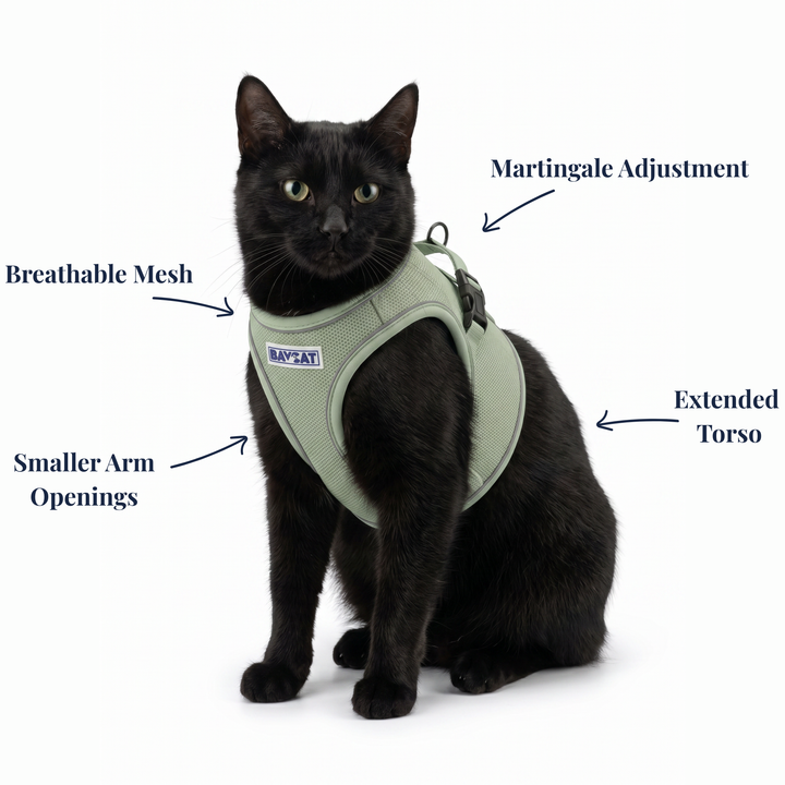 BAYCAT Harness + Leash