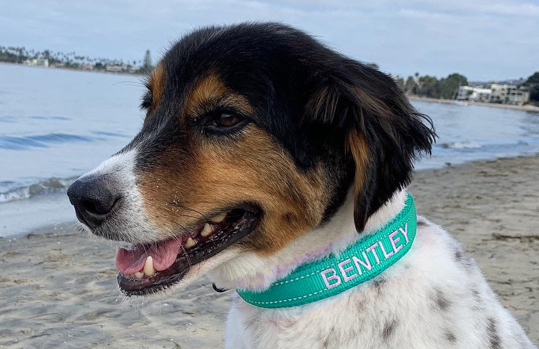 Embroidered Dog Collar