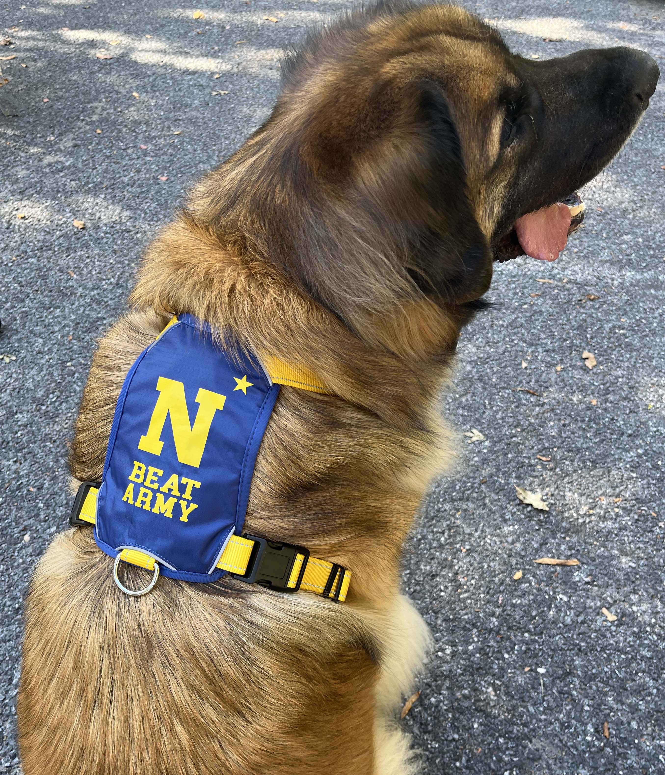 Naval Academy Dog Harness – BAYDOG