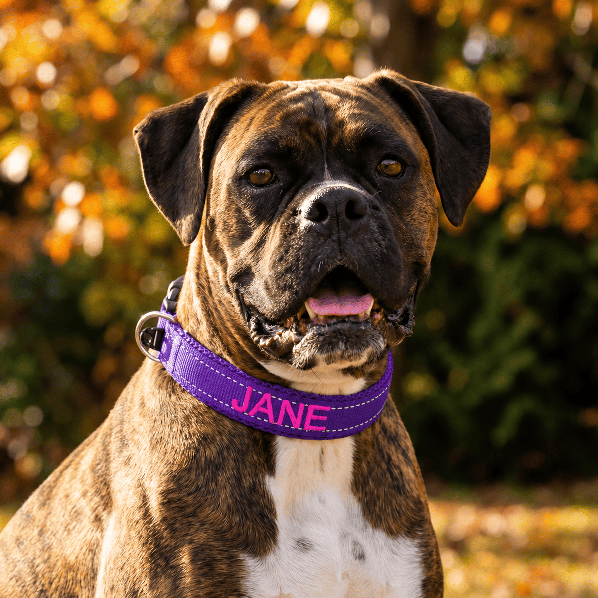 Embroidered Dog Collar