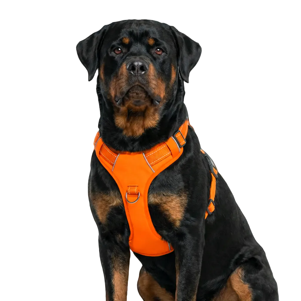 Chesapeake Bay Dog Harness