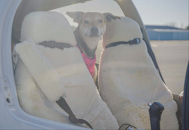 Pilots N Paws Program