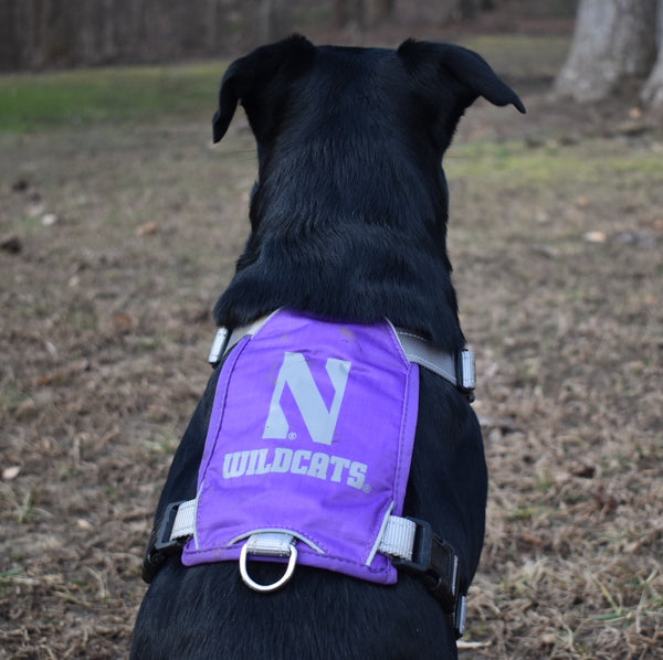 Los Angeles Lakers Dog Jersey, Dog Collar and Leashes