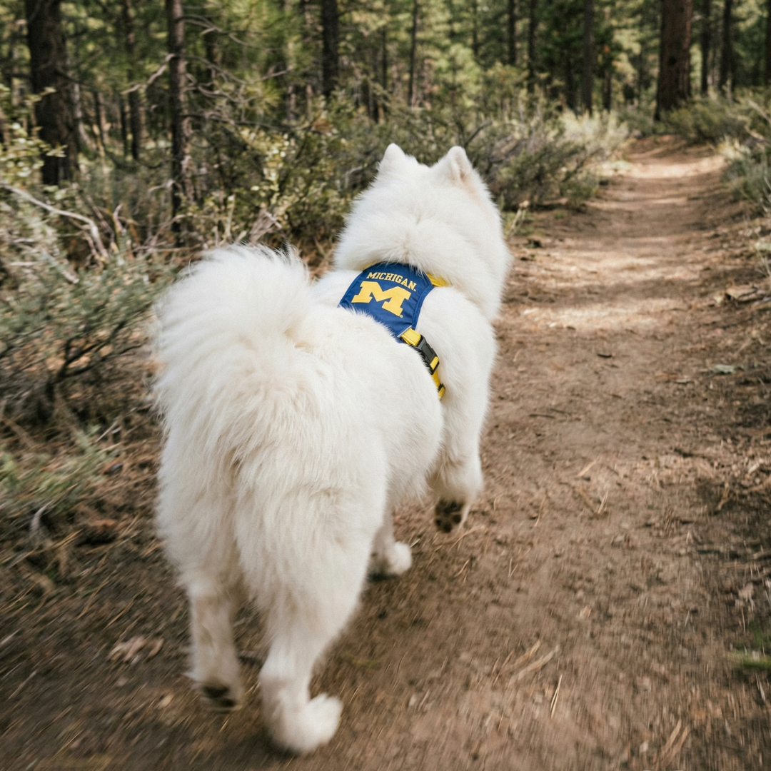 Michigan Wolverines Dog Harness
