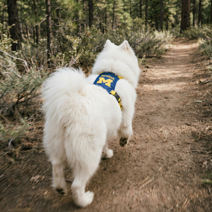 Michigan Wolverines Dog Harness