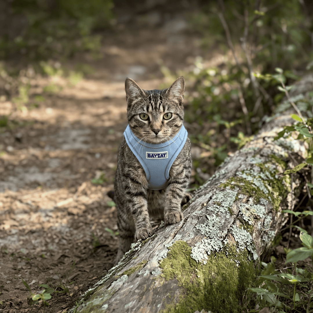 BAYCAT Harness + Leash
