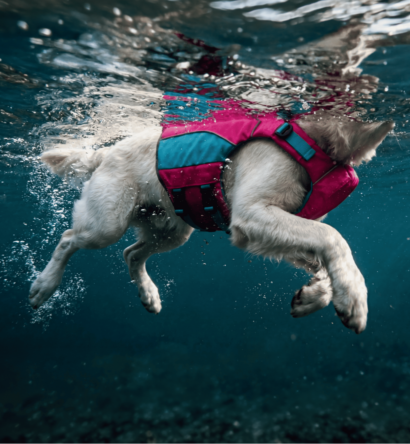 A white dog underwater wearing a bright pink and teal life jacket, swimming forward through blue water with bubbles and sunlight reflections around the surface.