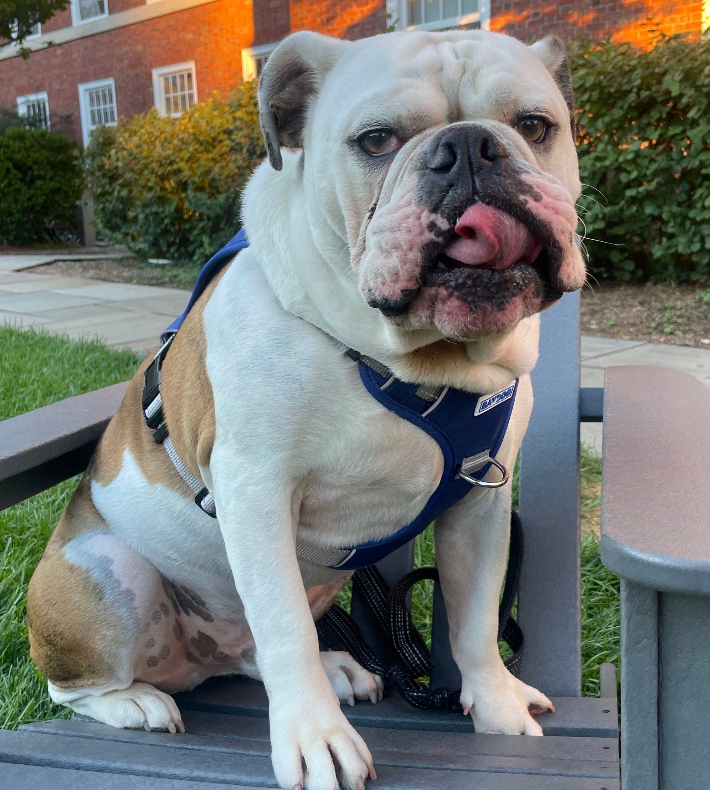 English bulldog therapy sales dog