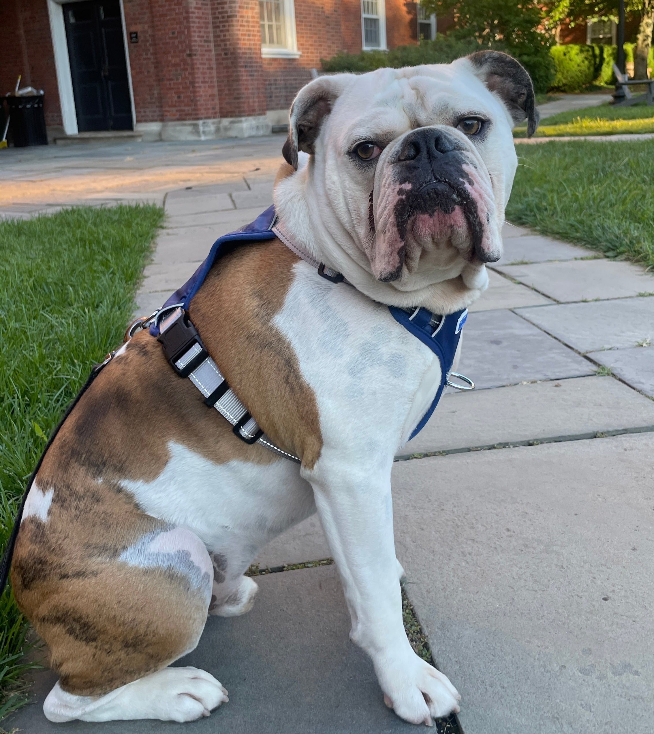 Dog discount harness bulldog